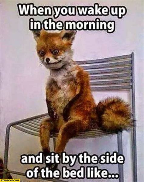 Stoned Fox () is a Russian photoshop meme in which a cutout image of a stuffed fox is superimposed into different base images of various humorous contexts. . Fox meme bed